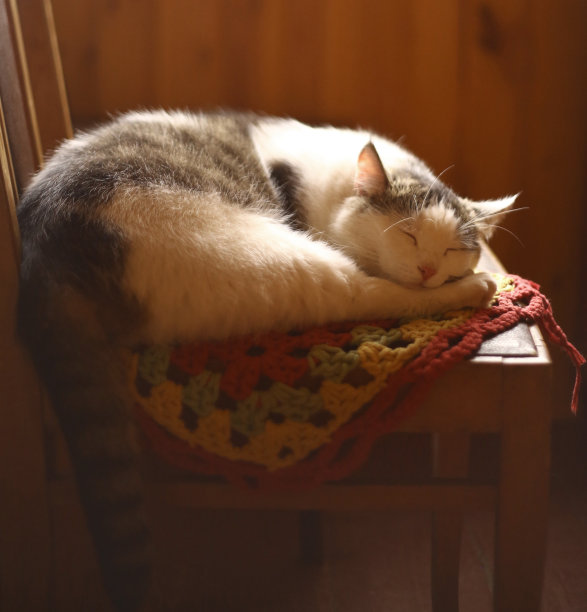 一只乡村猫睡在织好的薄纱上图片下载