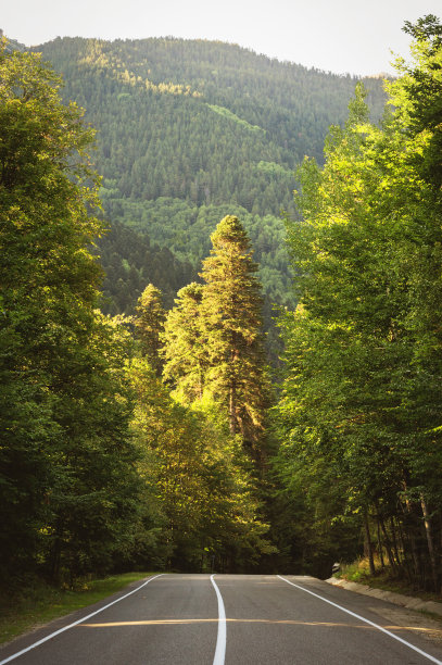 山里的公路穿过森林图片下载