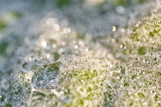 这张微缩图片显示了树叶上冻结的水滴和纹理细节图片下载