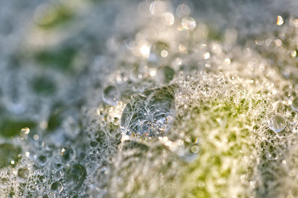 这张微缩图片显示了树叶上冻结的水滴和纹理细节图片下载