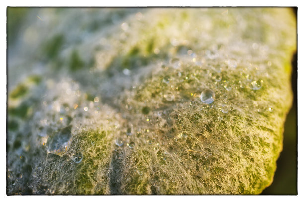 这张微缩图片显示了树叶上冻结的水滴和纹理细节图片下载