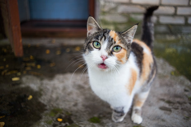 成年流浪猫在找食物素材图片