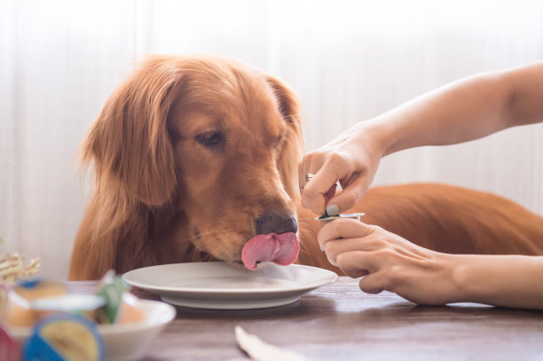 金毛猎犬吃图片下载