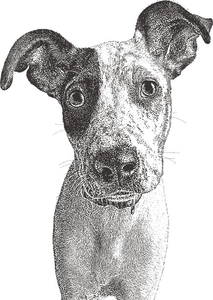 哈维飓风后从休斯顿救出的猎犬犬。图片下载