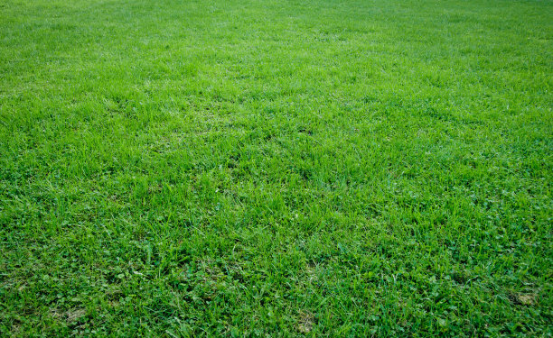 草自然景观肌理图片下载