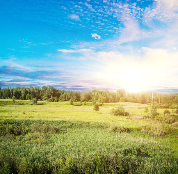 秋天的森林夜晚图片下载