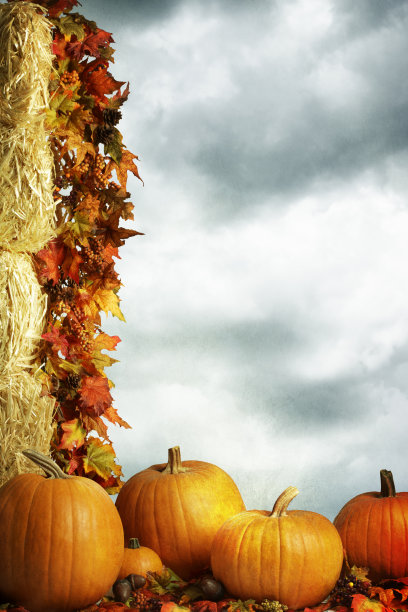 秋南瓜坐在黑尔捆脚下图片下载