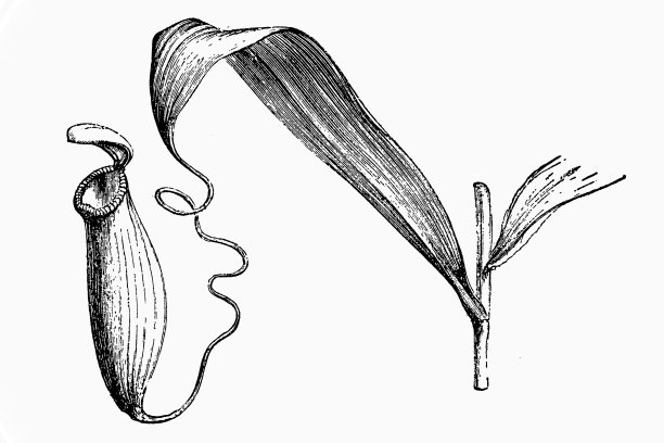 食虫植物图片下载