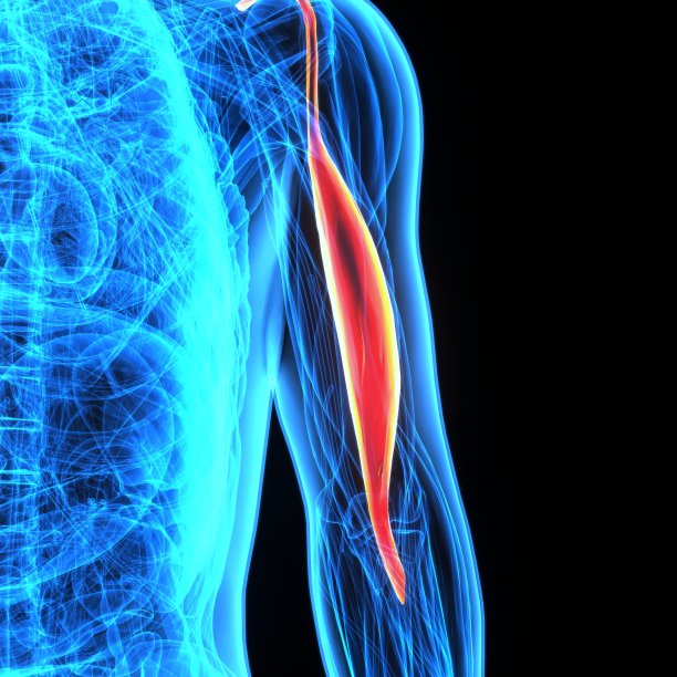 肱骨的3D插图-人类骨骼的一部分。图片下载