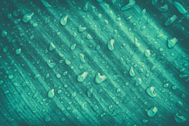 热带棕榈叶上的水滴图片下载