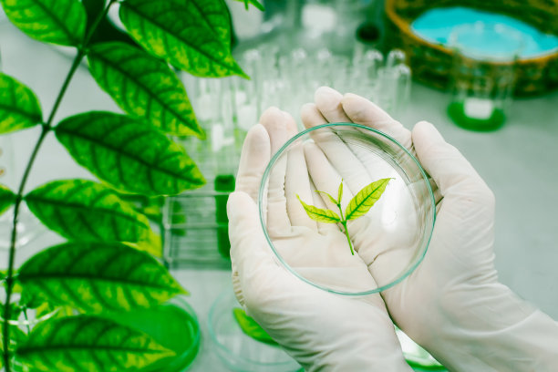 在实验室研究草药，测试药物图片下载