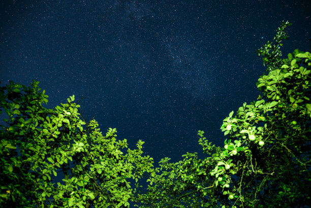 深蓝色的夜空，树上有许多星星。图片下载