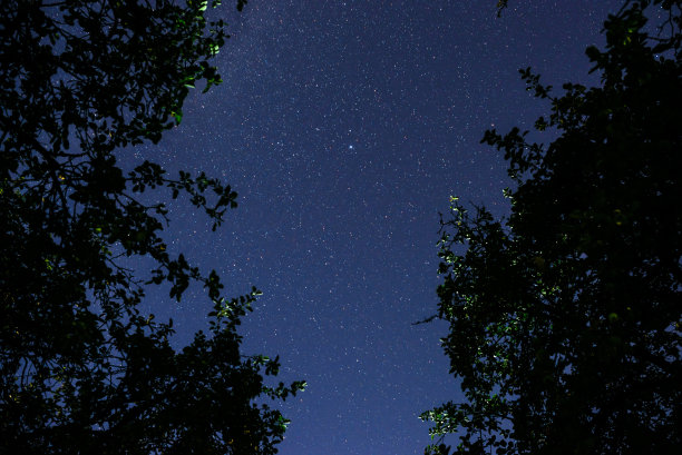 深蓝色的夜空，树上有许多星星。图片下载