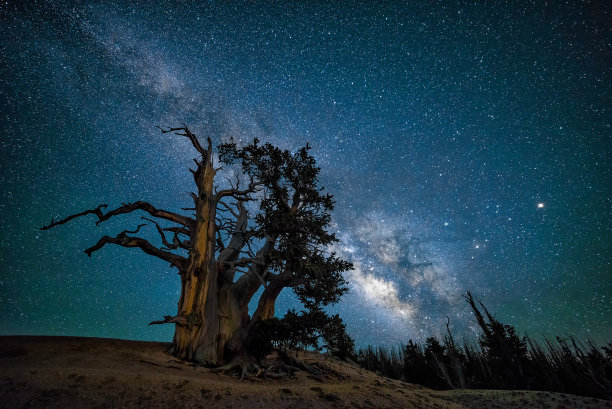 狐尾松与夜空图片下载