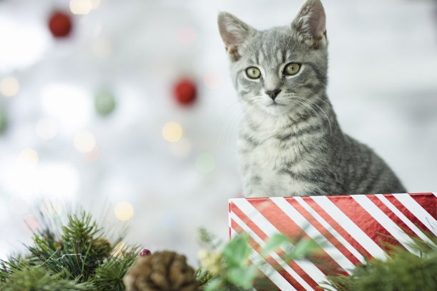 圣诞宠物收养图片下载