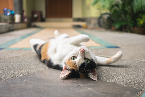 三种颜色的猫在看镜头和躺在人行道上的家庭生活图片下载