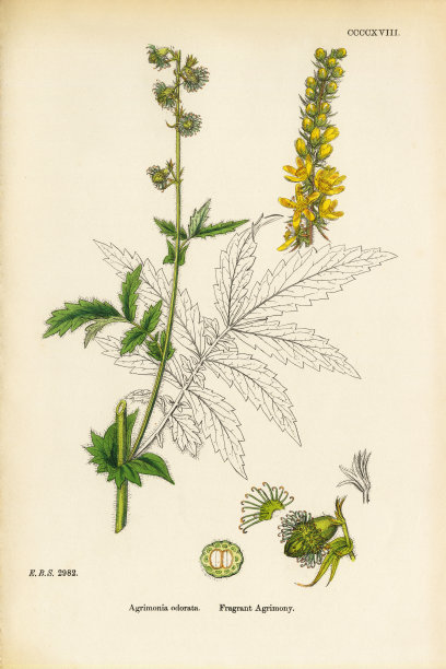 芳香的仙鹤草，仙鹤草，维多利亚植物学插图，1863年图片下载