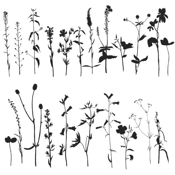 叶子图片素材ID：310193436