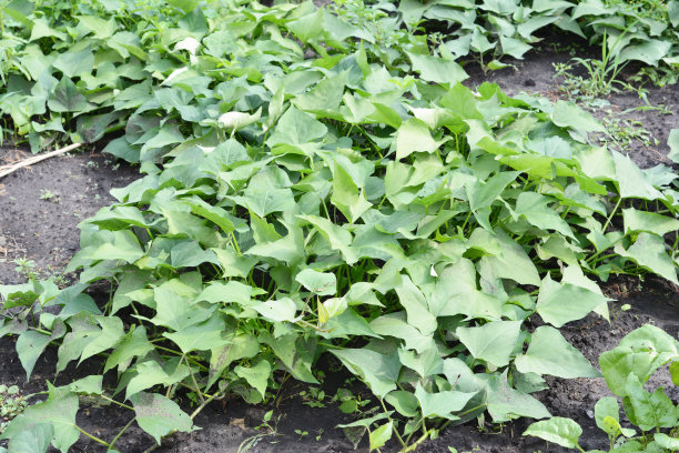 在花园里种植有机甘薯和山药。有机种植的红薯。图片下载