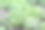 在花园里种植有机甘薯和山药。有机种植的红薯。图片下载