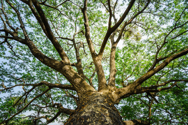 那棵大树的枝桠，抬头一看，枝桠上满是绿叶。自然的力量，联系的概念。图片下载