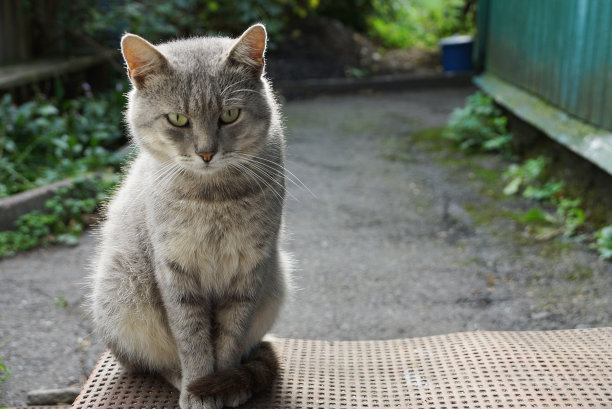 美丽的灰猫坐在街上的台阶上图片下载
