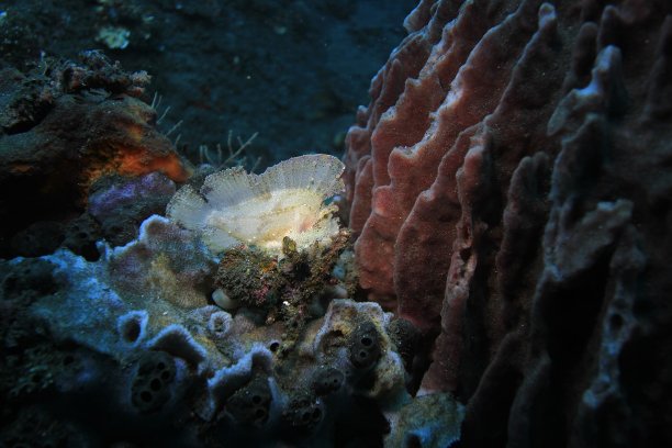 珊瑚礁鱼图片下载