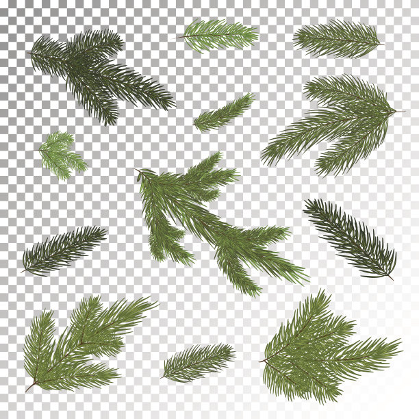 近距离的冷杉树枝孤立。矢量插图。每股收益10。图片下载