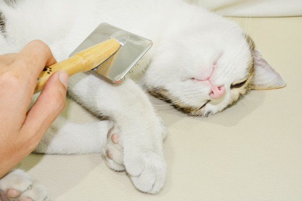 人的手与刷子和猫特写肖像图片下载