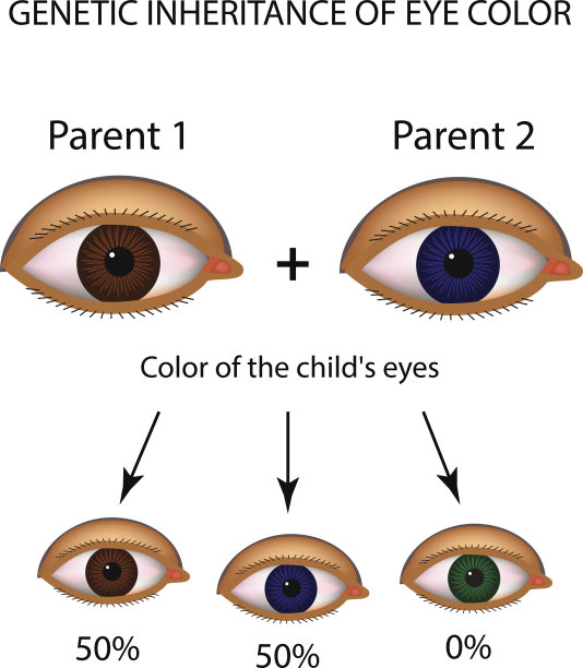 眼睛颜色的遗传。棕色，蓝色，绿色的眼睛。信息图。矢量插图在孤立的背景图片下载