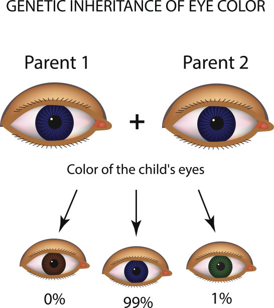 眼睛颜色的遗传。棕色，蓝色，绿色的眼睛。信息图。矢量插图在孤立的背景图片下载