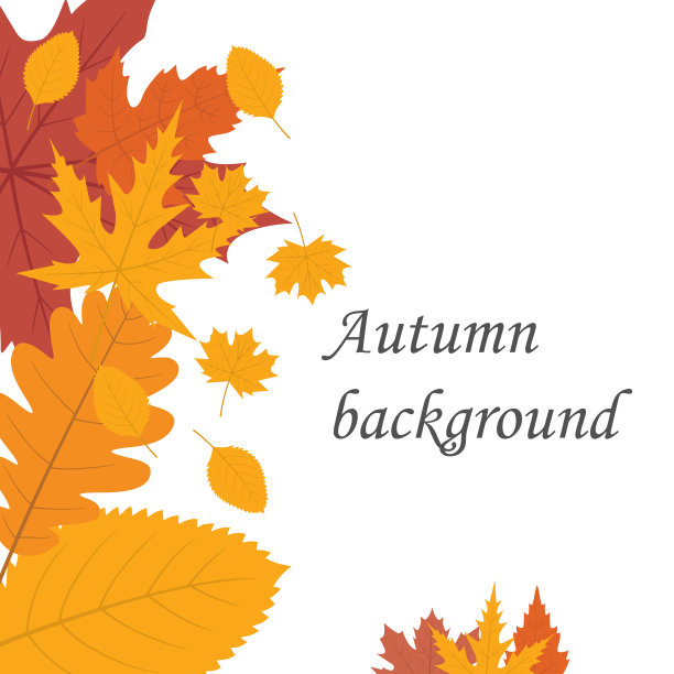 秋季背景装饰干花图片下载