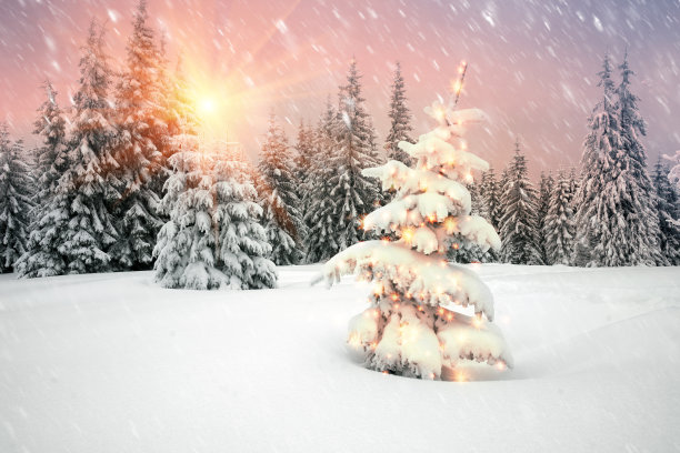 暴风雪与圣诞树图片下载