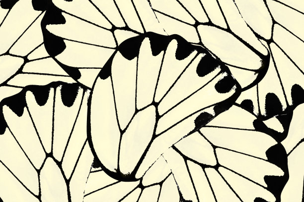 黄色和黑色背景的金鸟翼蝴蝶图片下载