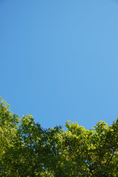 美丽的枫叶图片下载