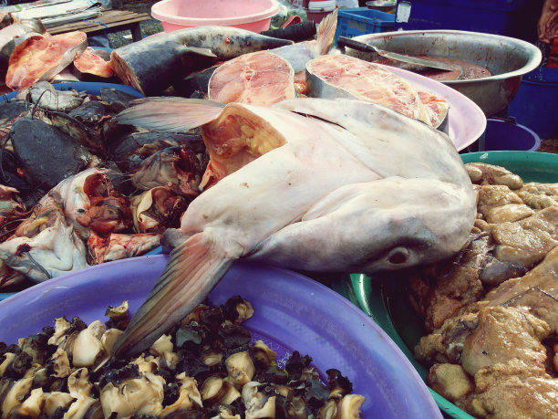 湄公河巨型鲶鱼的头图片下载