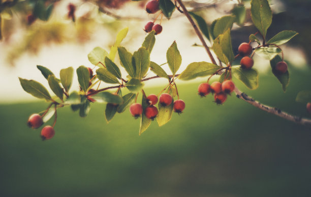 秋天自然的图像山楂树与浆果素材图片