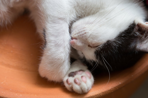 小猫咪睡在陶罐上，选择性专注。图片下载