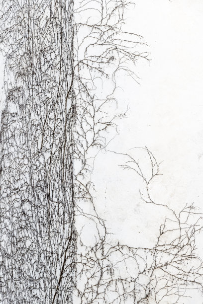 墙上的泥鳅图片下载