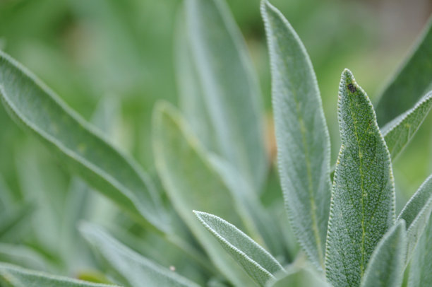 厨房的圣人素材图片