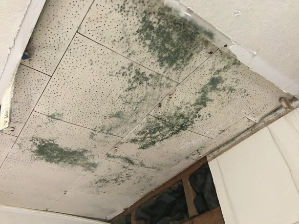 天花板上有霉菌生长图片下载