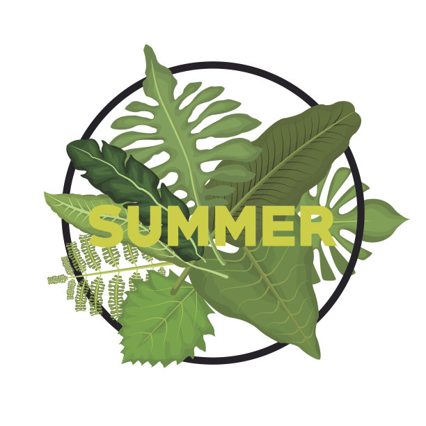 白色背景与圆形框架装饰绿叶和夏季文字图片下载