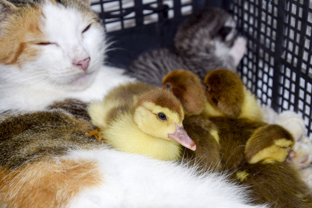 猫是小鸭子的养母图片下载
