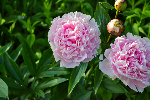 春天花园里的粉红牡丹。图片下载