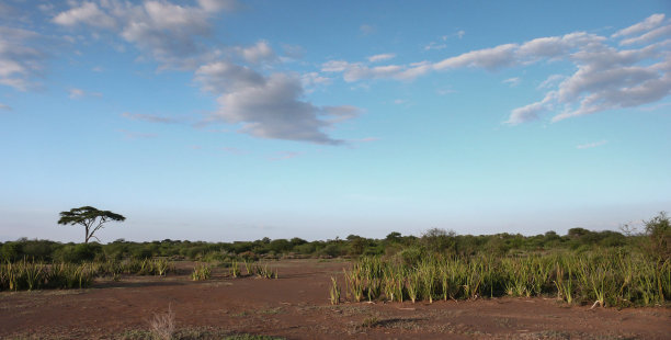 坦桑尼亚的单一树木和草原图片下载