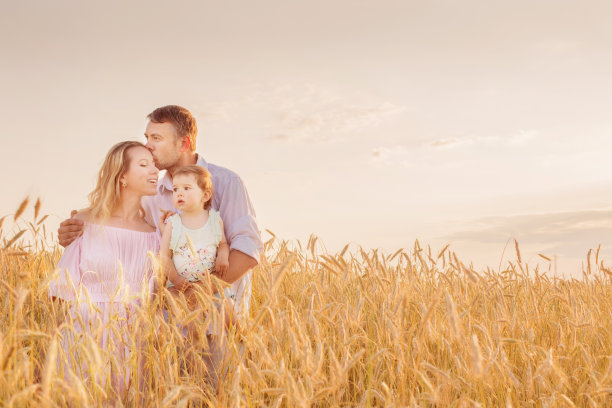 小麦照片素材ID：310251906