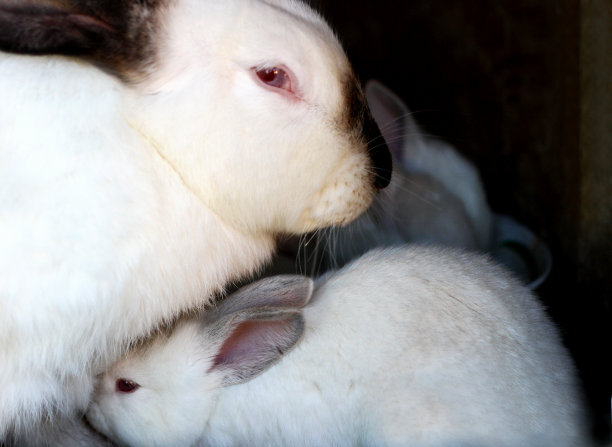 白色的兔子有黑色的耳朵和黑色的鼻子。图片下载