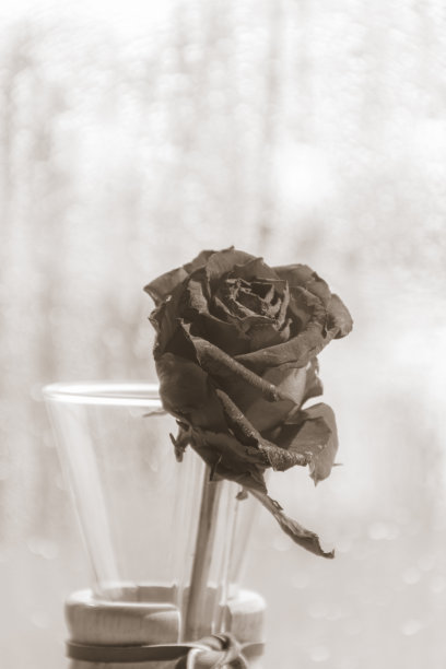 枯萎的玫瑰图片下载