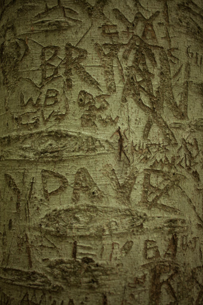 名字刻在树皮上图片下载