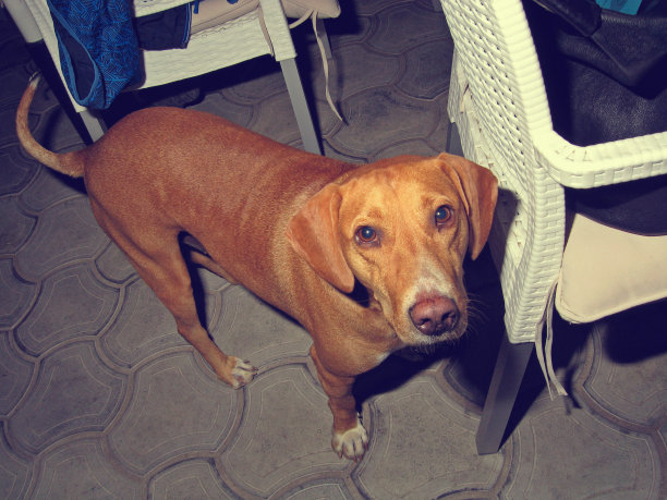 狗在一个café图片下载